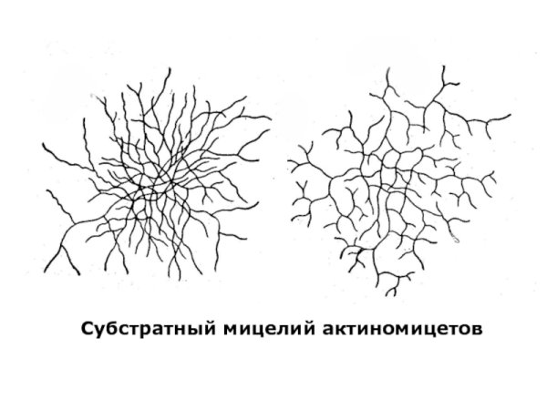 Актиномицеты грамположительные палочки