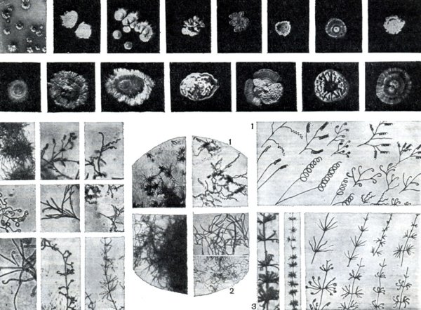 Streptomyces fradiae