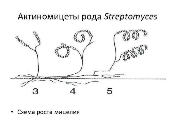 Актиномицеты микробиология морфология