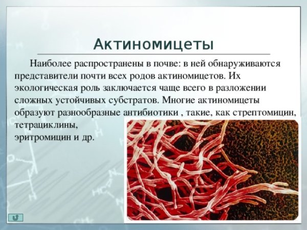Актиномицеты микробиология культивирование