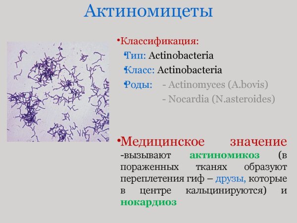Актиномицеты микробиология морфология