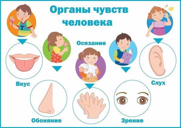 Органы чувств задания для дошкольников