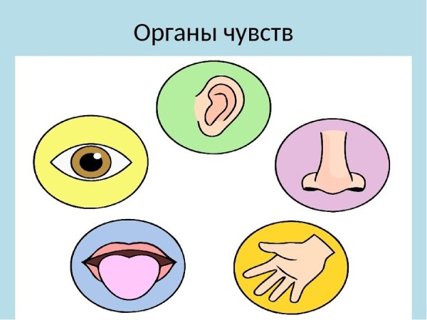 Человеческие органы чувств