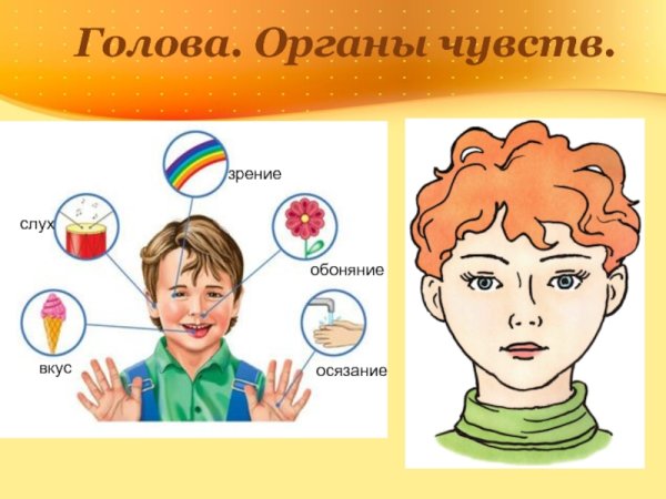 Органы чувств человека