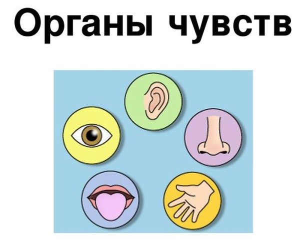 Органы чувств человека