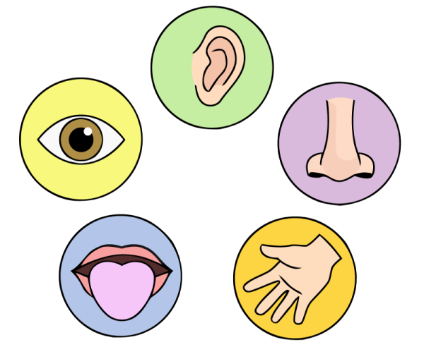 Пять органов чувств