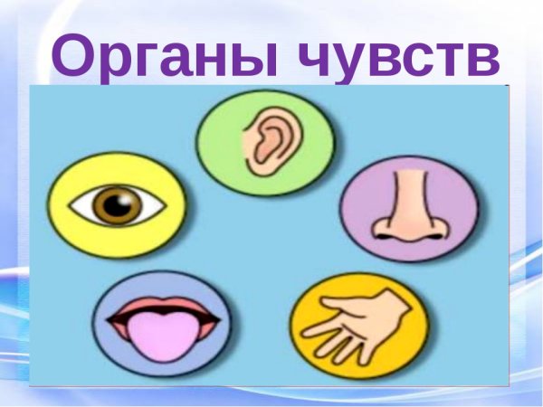 Оиганы чувства человека