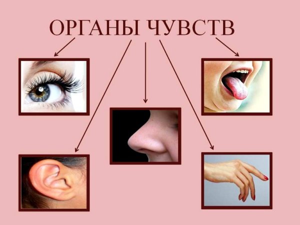 Огранычувств человека