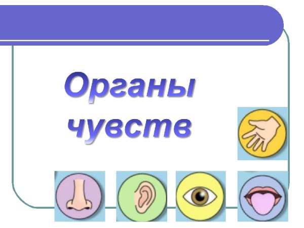 Органы чувств человека лото