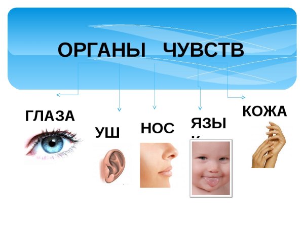 Органы чувств человека схема