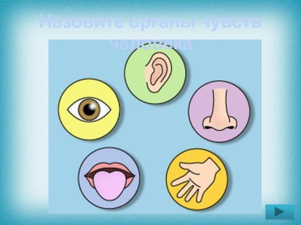 Наши помощники органы чувств