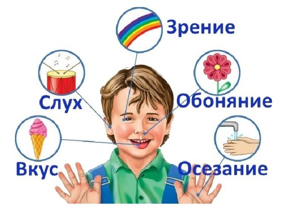 Органы чувств