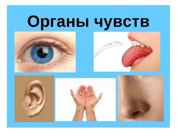 Изучаем органы чувств