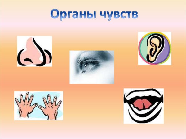 Органы чувств рисунок
