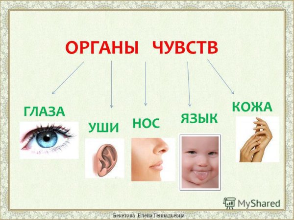 Органы чувств