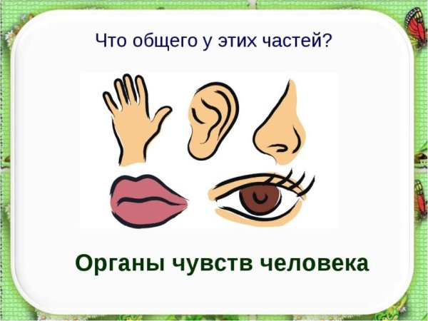 Органы чувств