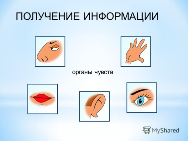 Восприятие органами чувств