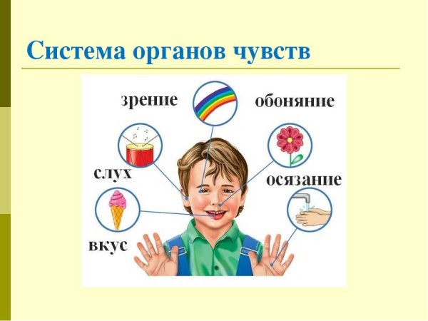 5 Органов чувств человека