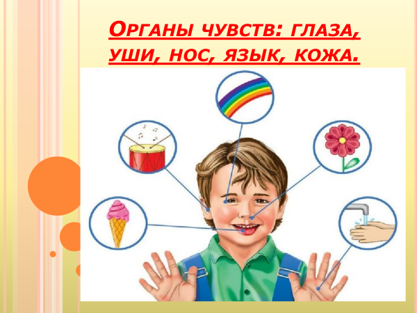 Органы чувств