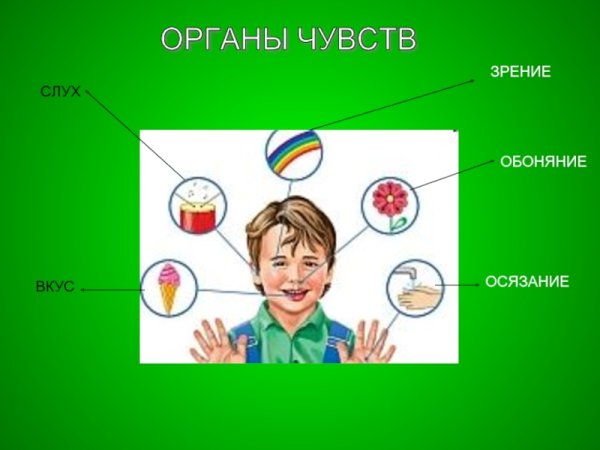 Органы чувств обоняние осязание