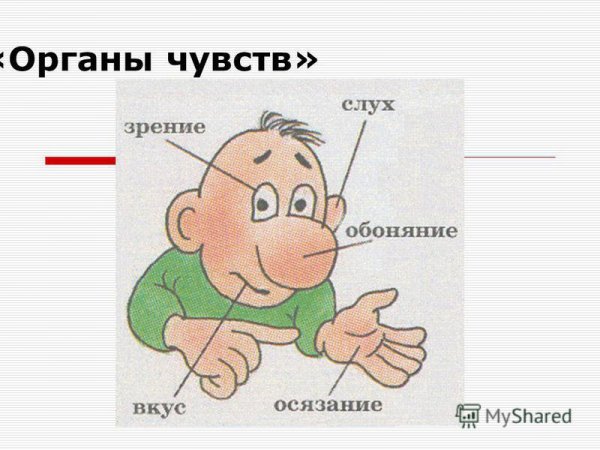 Зрение слух обоняние осязание
