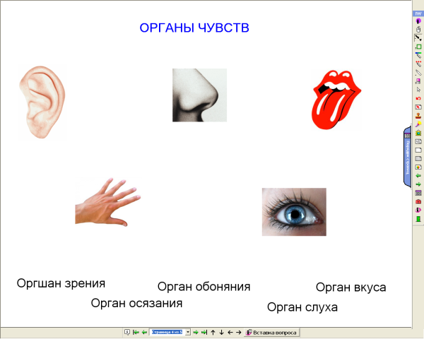 Название органов чувств
