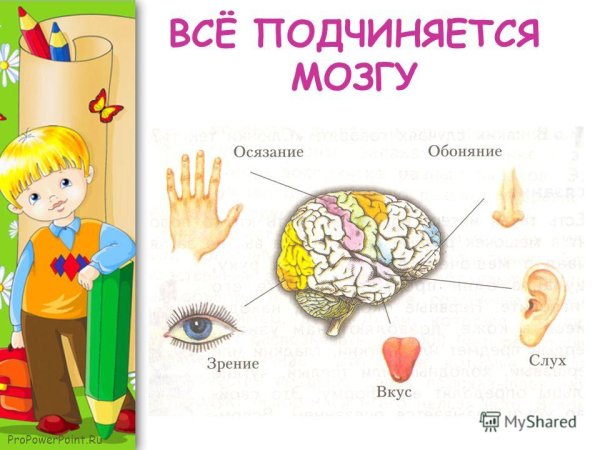 Органы чувств человека