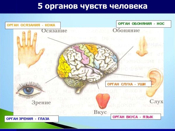 Осязание обоняние зрение слух вкус