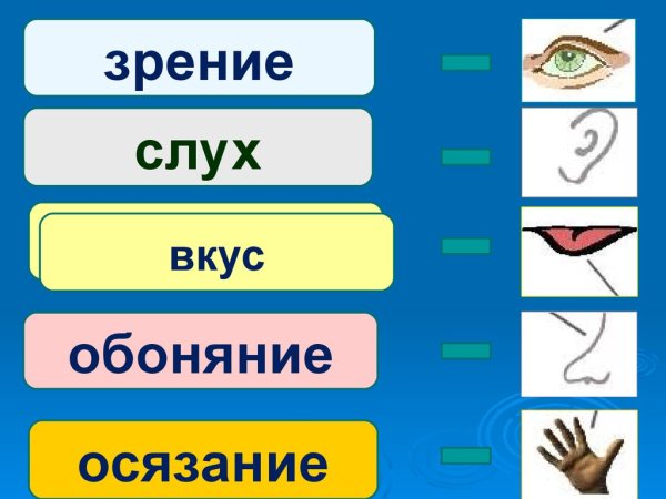 Система органов чувств схема