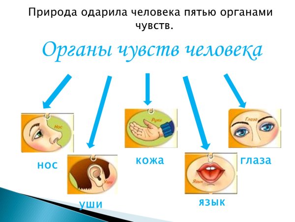 Органы чувств человека