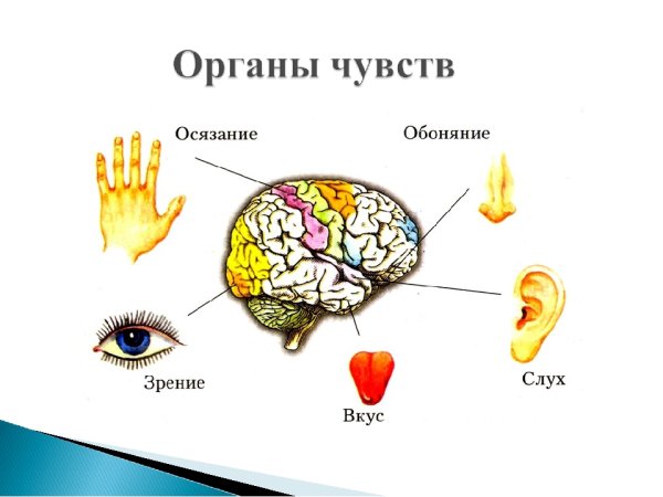 5 Чувств