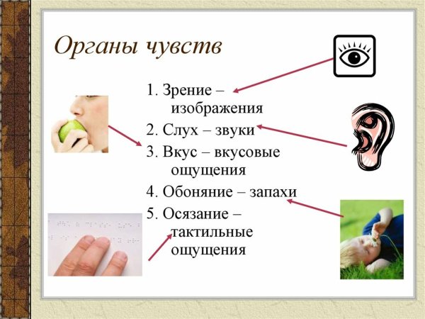 Чувства человека 5 чувств