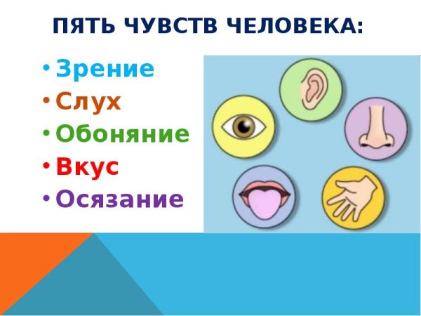 Органы чувств для детей
