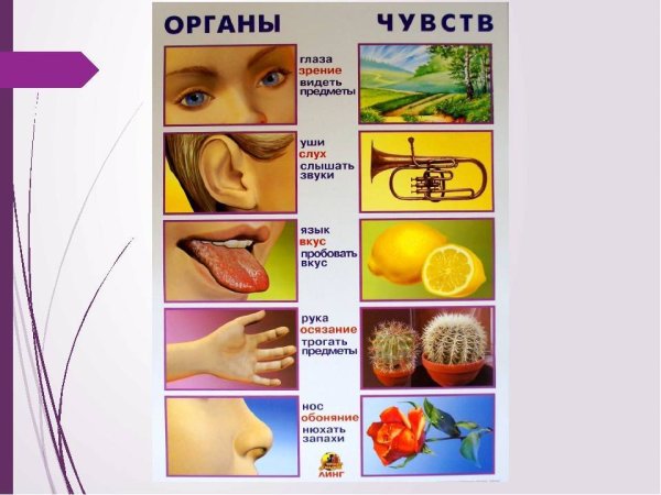 Органы слуха осязания обоняния вкуса