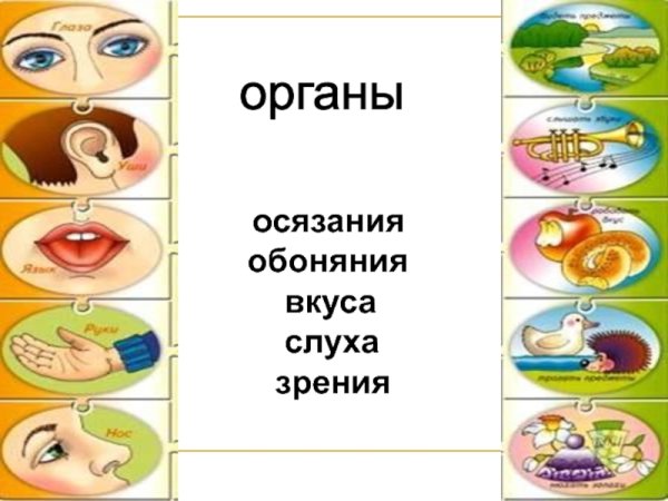 Система органов чувств схема