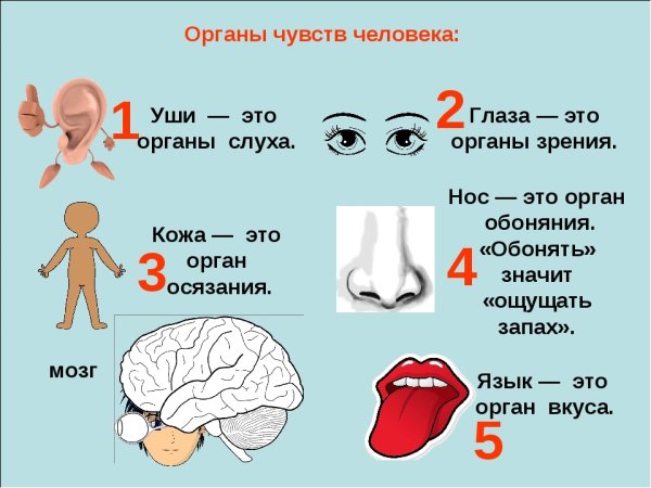 Органы чувств человека