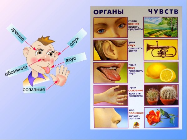 Карточки органы чувств для детей