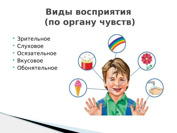 Какие органы чувств есть у человека