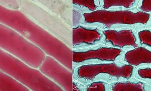 Плазмолиз в клетках лука