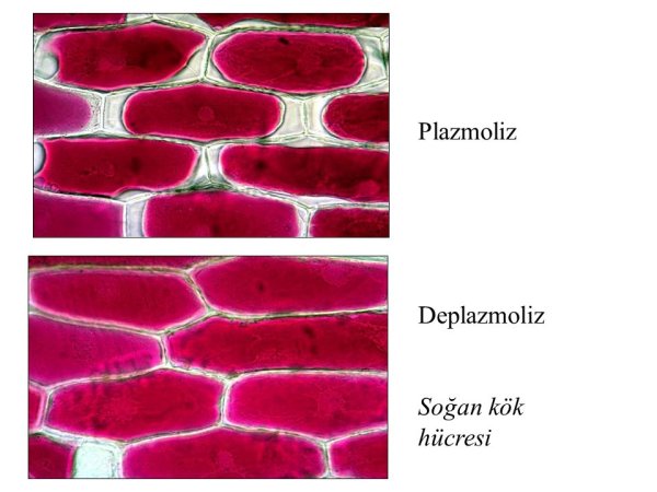 Плазмолиз в клетках кожицы лука