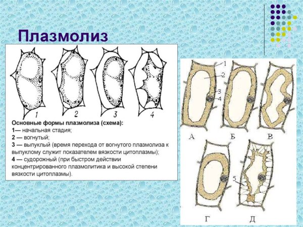 Типы плазмолиза растительной клетки