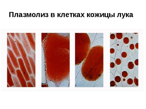Плазмолиз в клетках кожицы лука