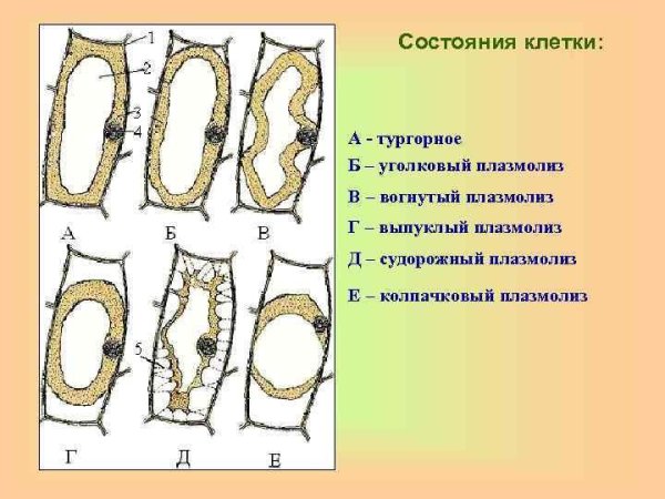 Формы плазмолиза кожицы лука