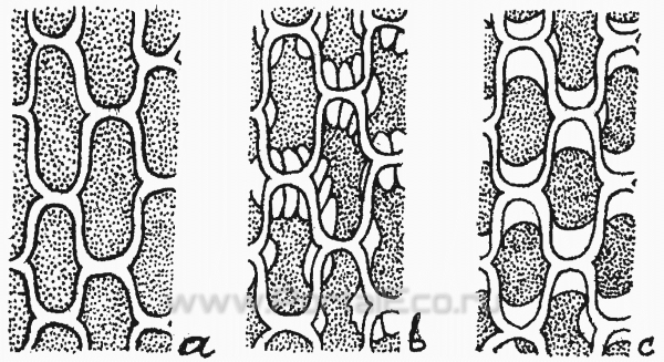 Плазмолиз и деплазмолиз лабораторная