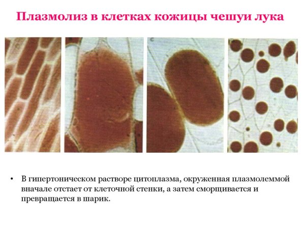 Плазмолиз и деплазмолиз в растительных клетках