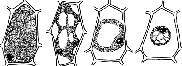 Плазмолиз и деплазмолиз в клетках листа элодеи рисунок