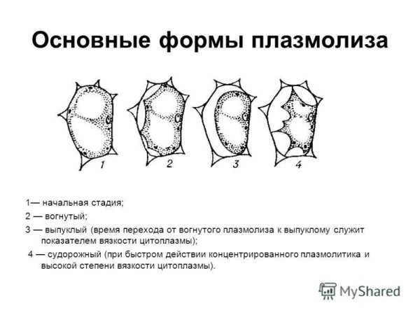 Плазмолиз растительной клетки рисунок