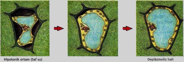 Плазмолиз в клетках лука