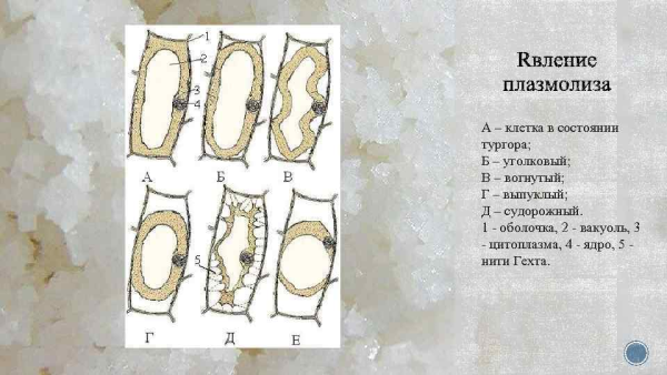 Плазмолиз растительной клетки рисунок