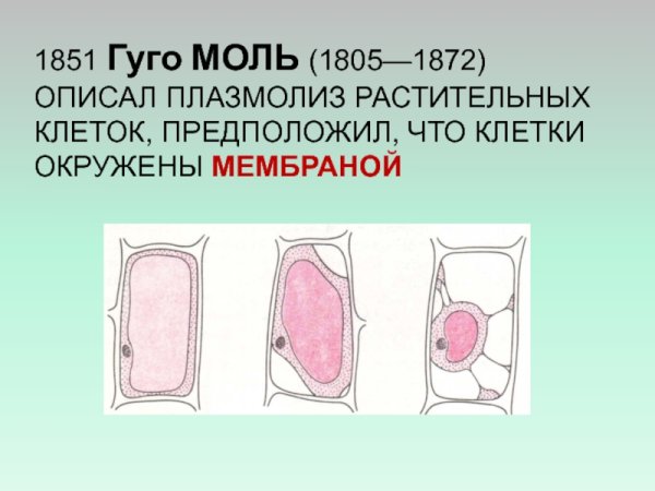Деплазмолиз клеток лука